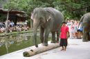 Elephant balancing on log, Rose Garden Cultural Show, Bangkok